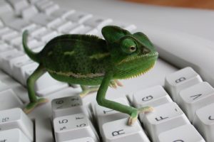 keyboards, Reptiles, Iguana