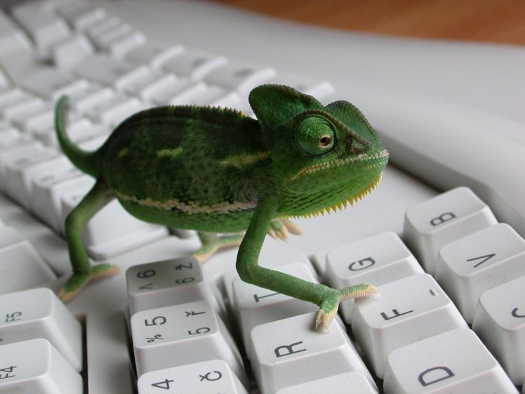 keyboards, Reptiles, Iguana HD Wallpaper Desktop Background