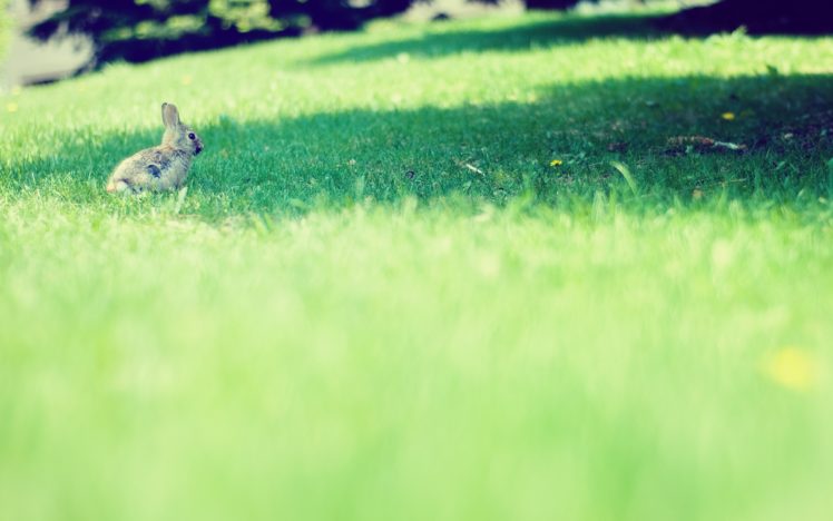 rabbit, In, The, Grass HD Wallpaper Desktop Background
