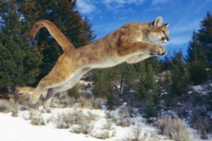 animals, Jumping, Puma, Cougars, Mountain, Lions