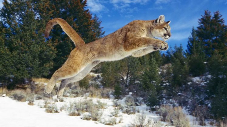 animals, Jumping, Puma, Cougars, Mountain, Lions HD Wallpaper Desktop Background