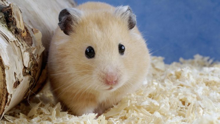 animals, Hamsters, Bedding HD Wallpaper Desktop Background