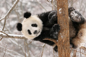 animals, Pandas, Bears, Cute