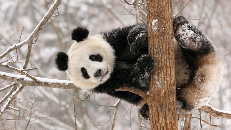 animals, Pandas, Bears, Cute HD Wallpaper Desktop Background