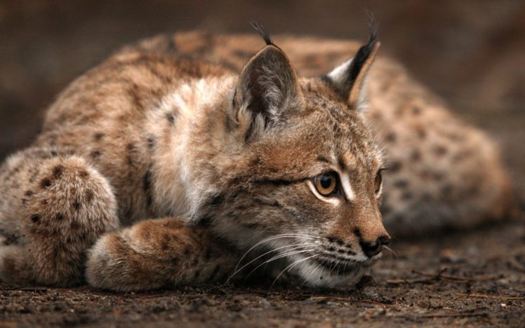 nature, Animals, Lynx, Depth, Of, Field HD Wallpaper Desktop Background
