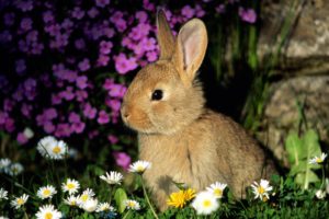 bunnies, Animals, Rabbits