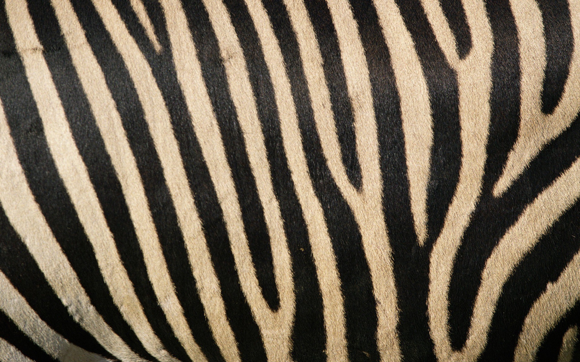 zebras Wallpaper
