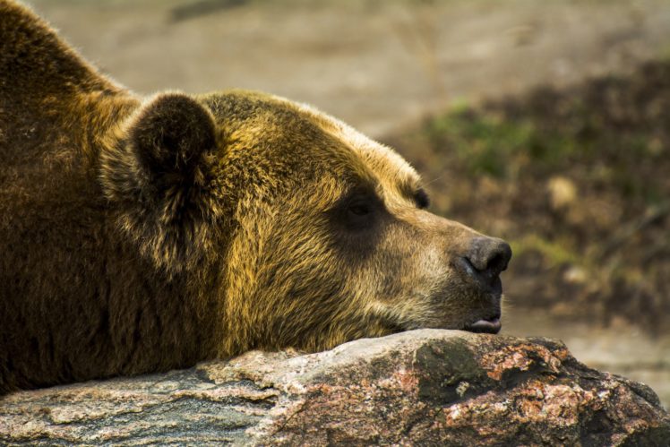grizzly, Bear, Stone, Face, Profile, Lies HD Wallpaper Desktop Background