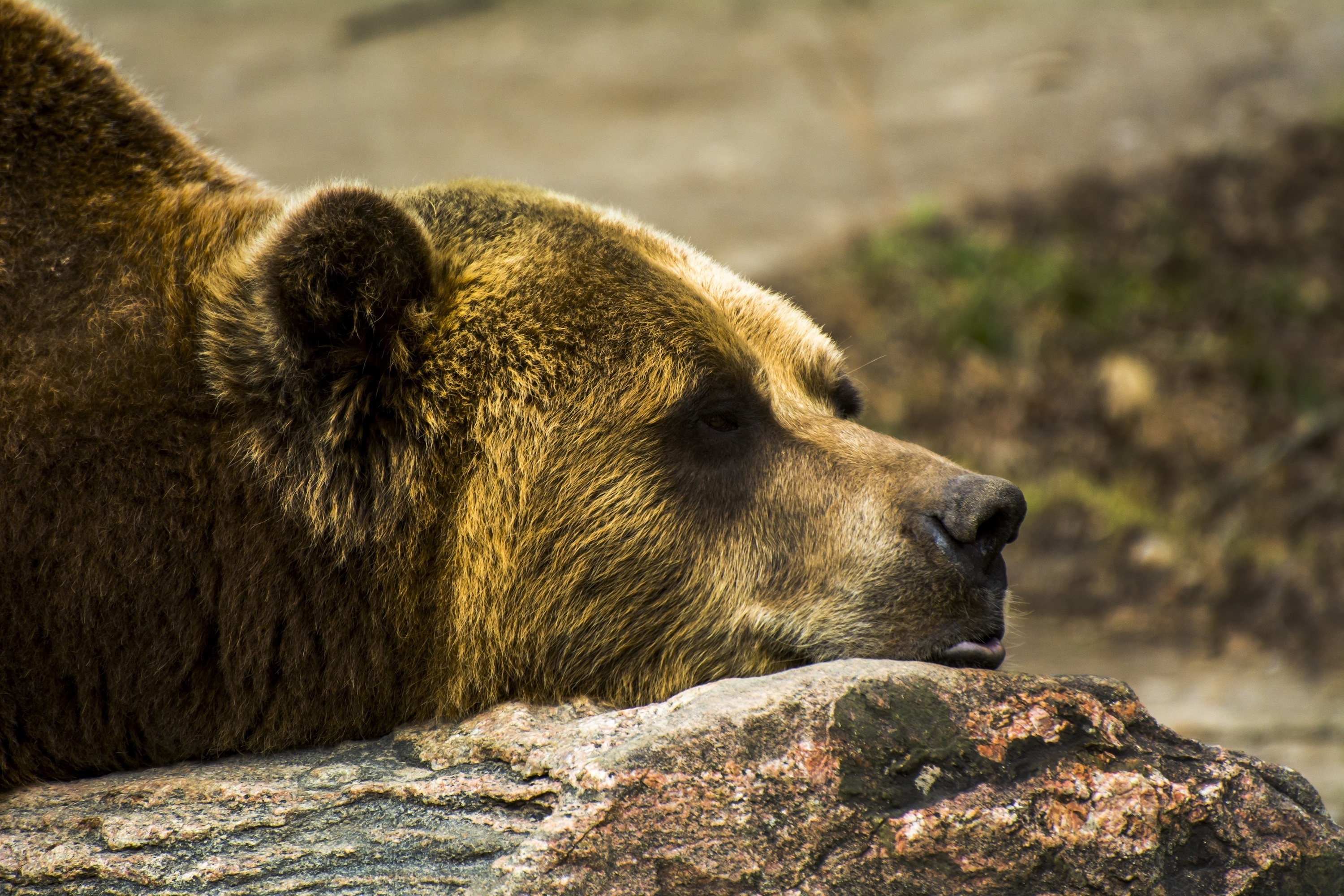 grizzly, Bear, Stone, Face, Profile, Lies Wallpaper