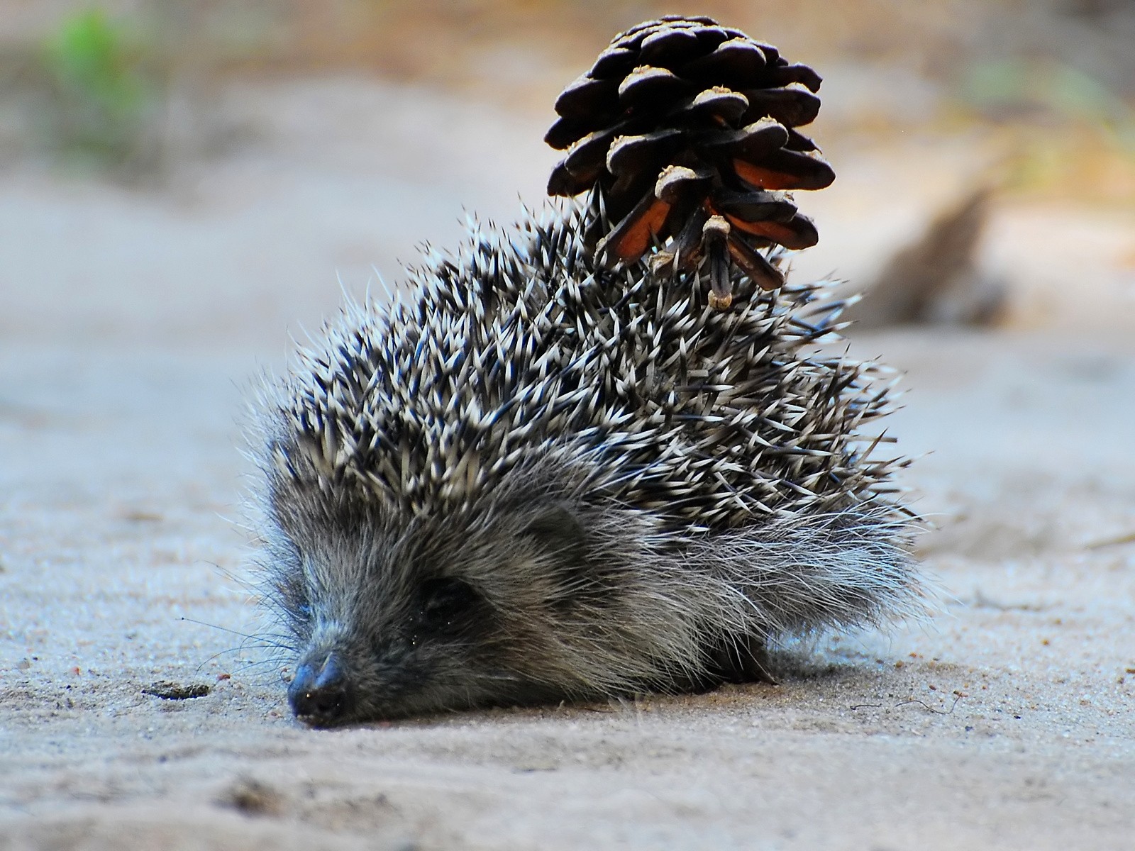 animals, Outdoors, Hedgehogs, Pinecones Wallpaper