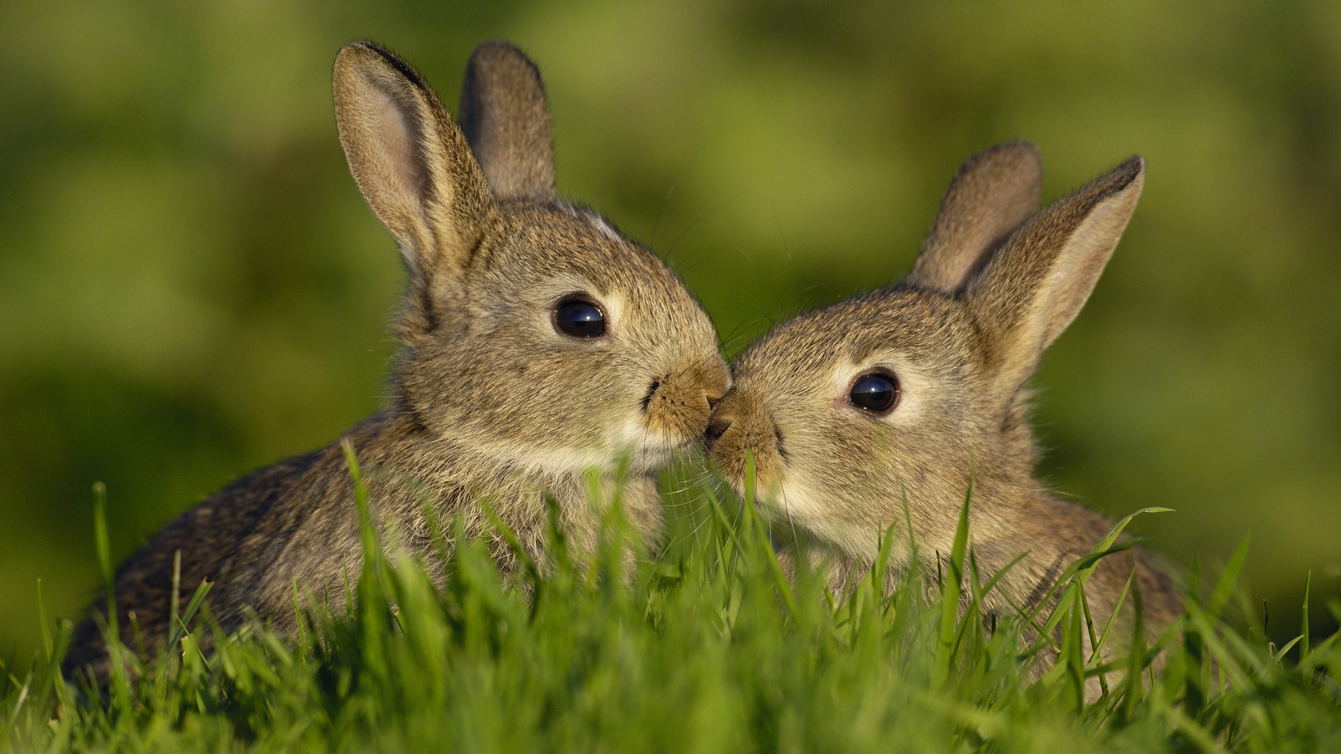 bunnies, Animals Wallpaper