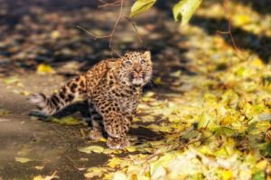 animals, Leopards, Baby, Animals, Fallen, Leaves