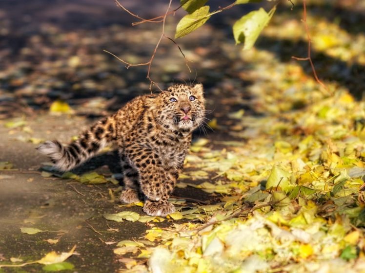 animals, Leopards, Baby, Animals, Fallen, Leaves HD Wallpaper Desktop Background