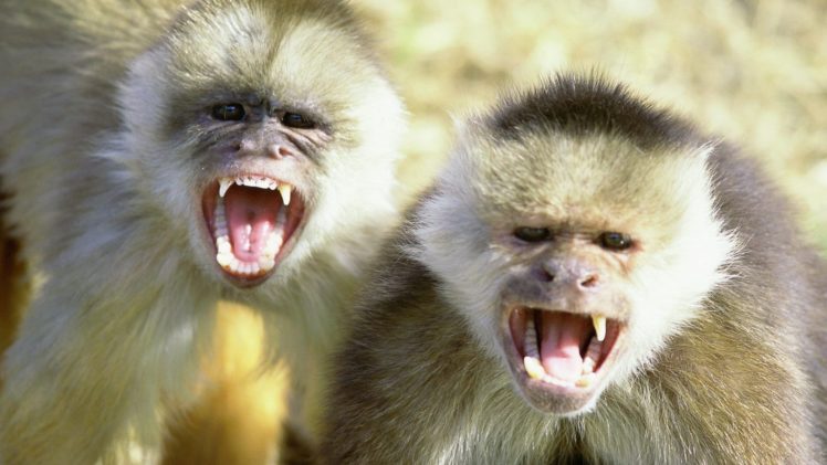 white, Animals, Monkeys HD Wallpaper Desktop Background