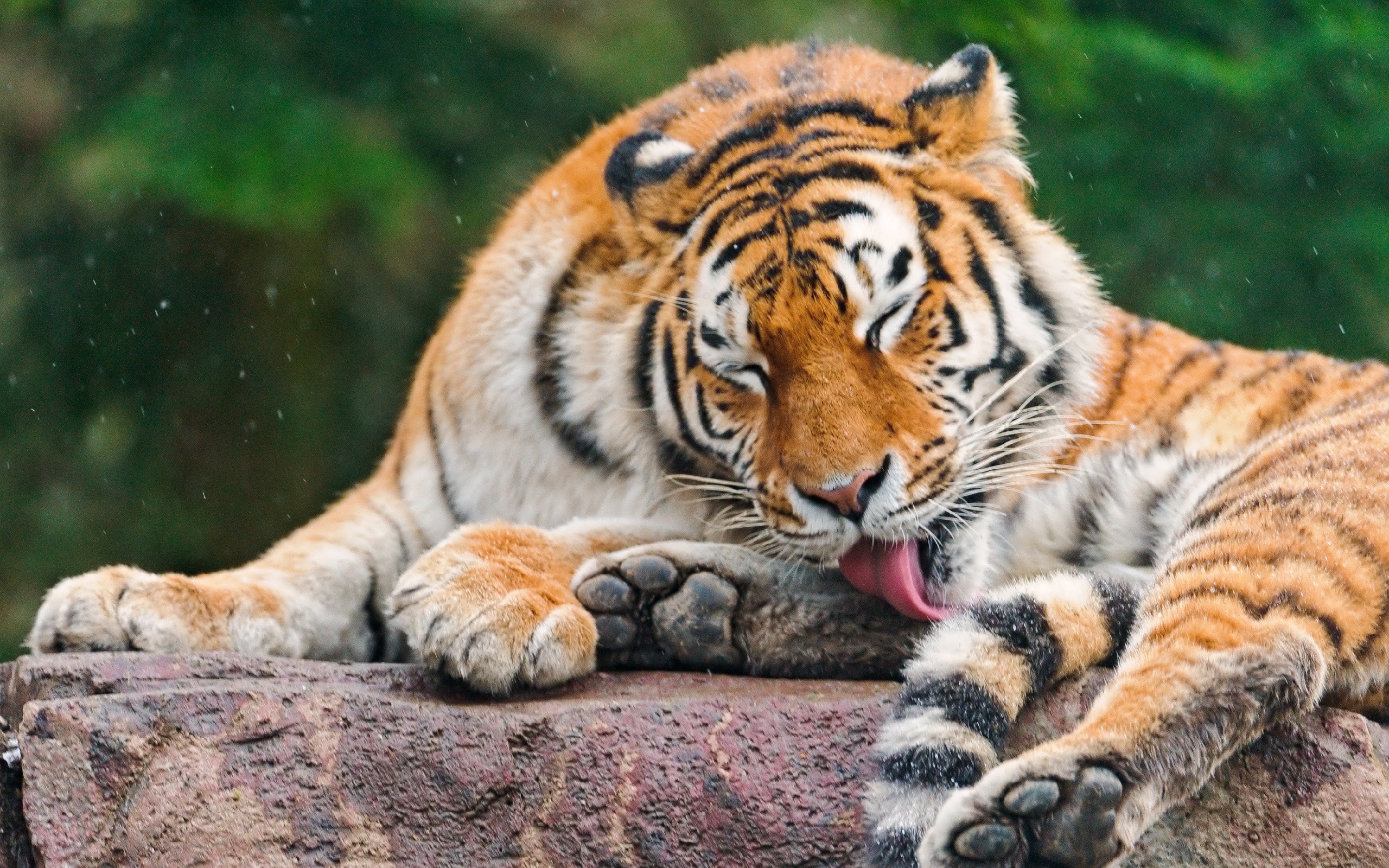 animals, Tigers, Licking Wallpaper