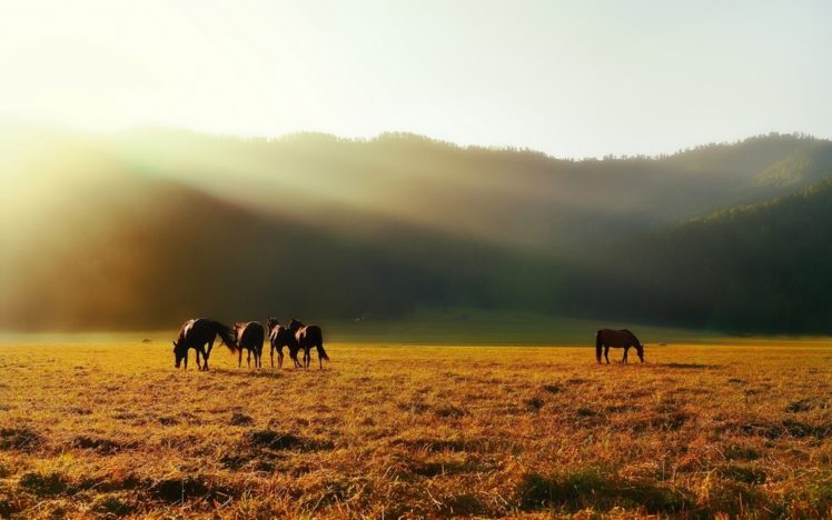 animals, Horses, Landscapes, Mountains, Fields, Fog, Mist HD Wallpaper Desktop Background