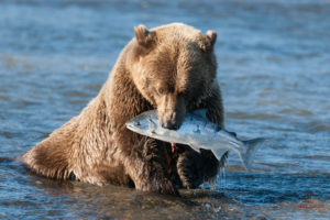 animals, Bears, Fishes, Alaska, Rivers, Nature, Predators