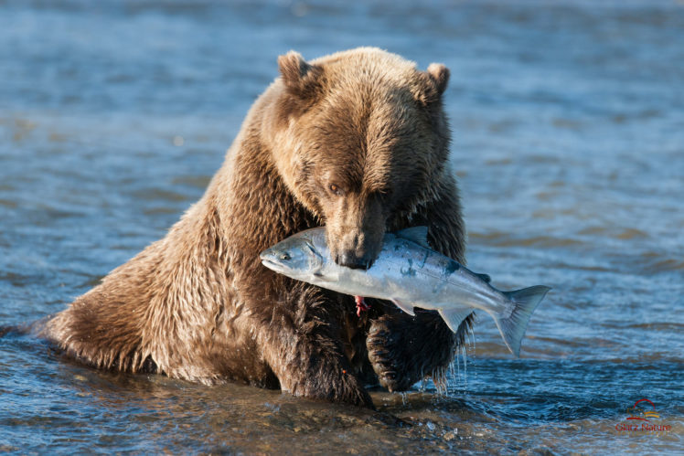 animals, Bears, Fishes, Alaska, Rivers, Nature, Predators HD Wallpaper Desktop Background