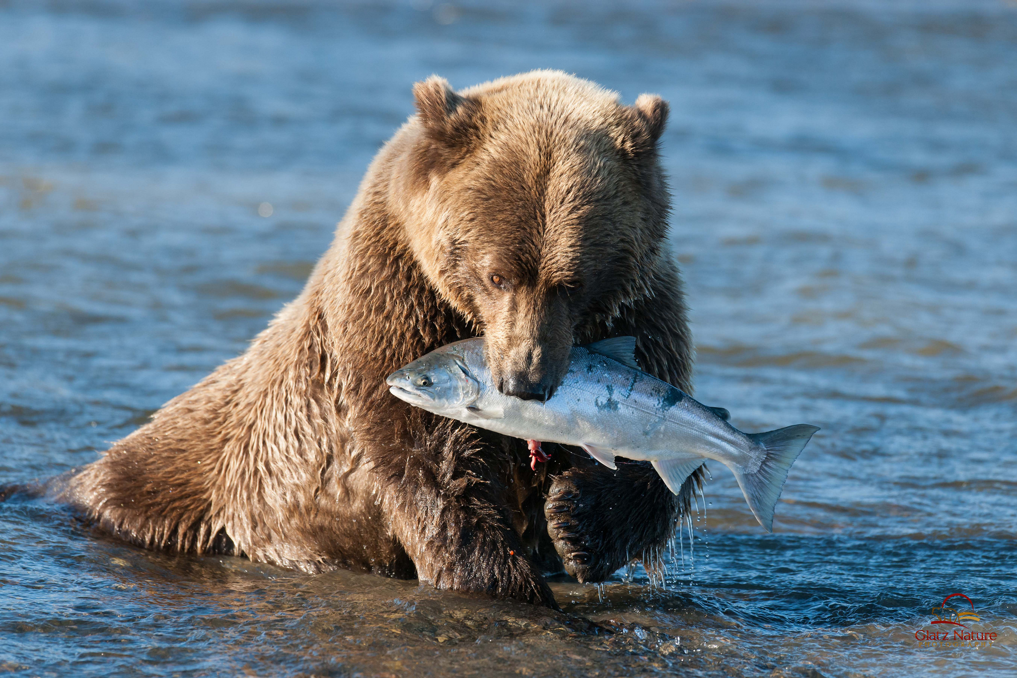 animals, Bears, Fishes, Alaska, Rivers, Nature, Predators Wallpaper