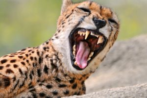 cheetah, Yawning