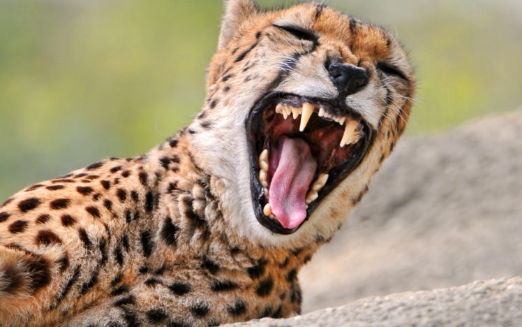 cheetah, Yawning HD Wallpaper Desktop Background