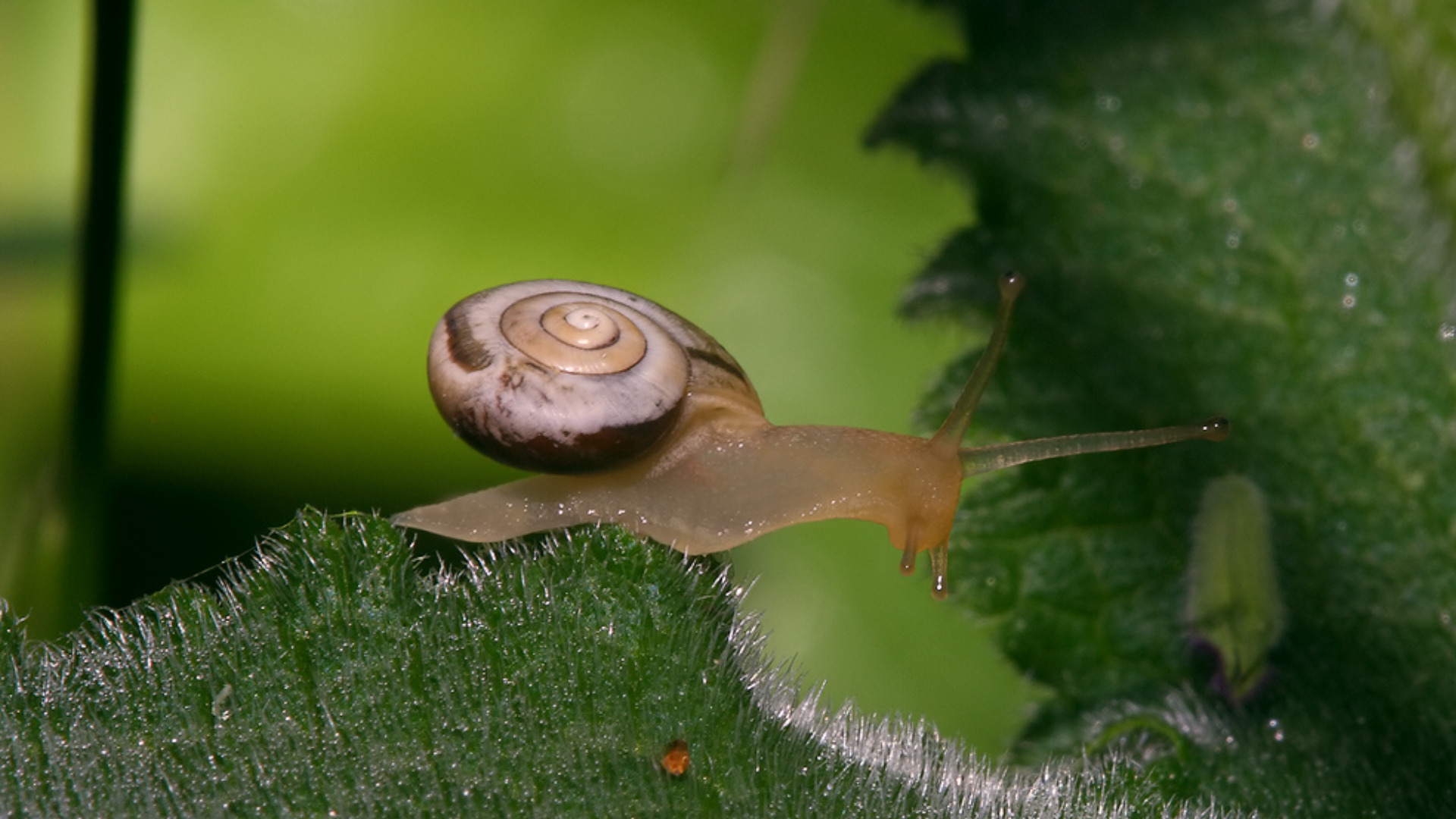 snail Wallpaper