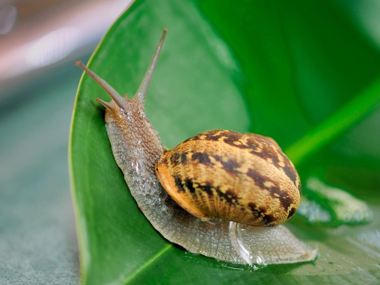 snails, Mollusks HD Wallpaper Desktop Background