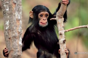 animals, Chimpanzee, Funny, Animals