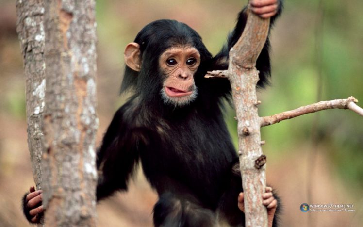 animals, Chimpanzee, Funny, Animals HD Wallpaper Desktop Background