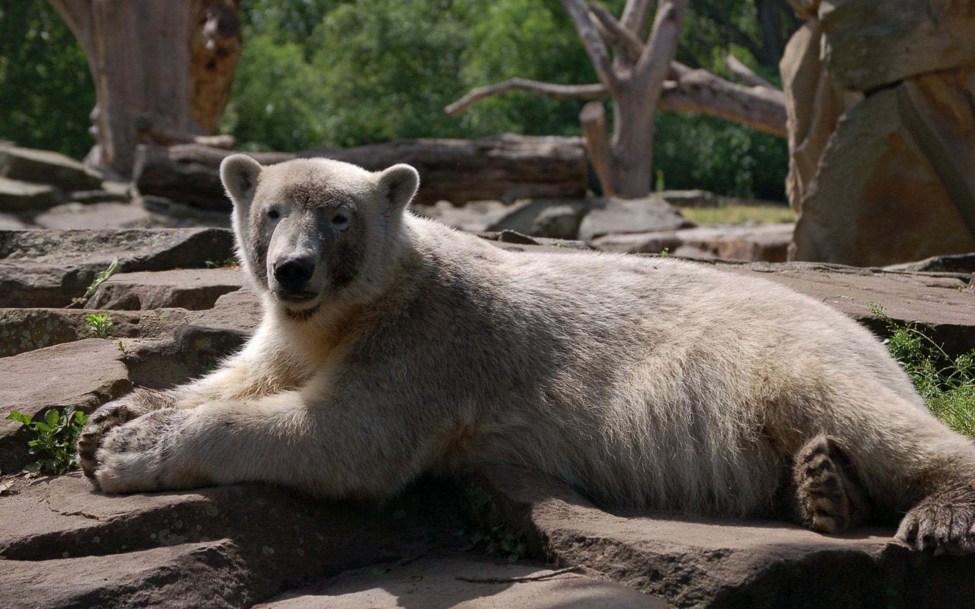animals, Bears Wallpaper