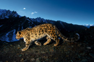 mountains, Animals, Snow, Leopards, Leopards