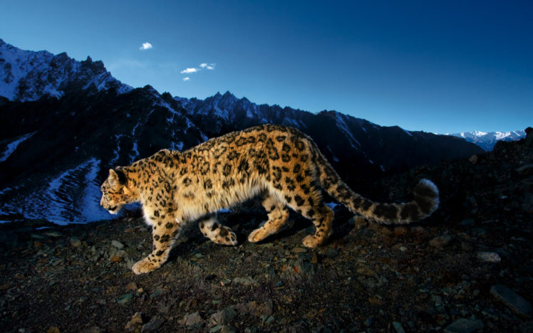 mountains, Animals, Snow, Leopards, Leopards HD Wallpaper Desktop Background