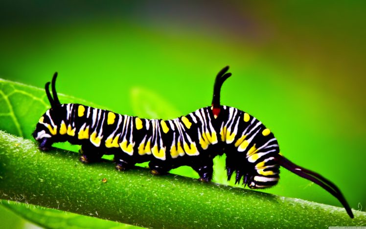 caterpillar, Macro wallpaper 3840×2400 HD Wallpaper Desktop Background
