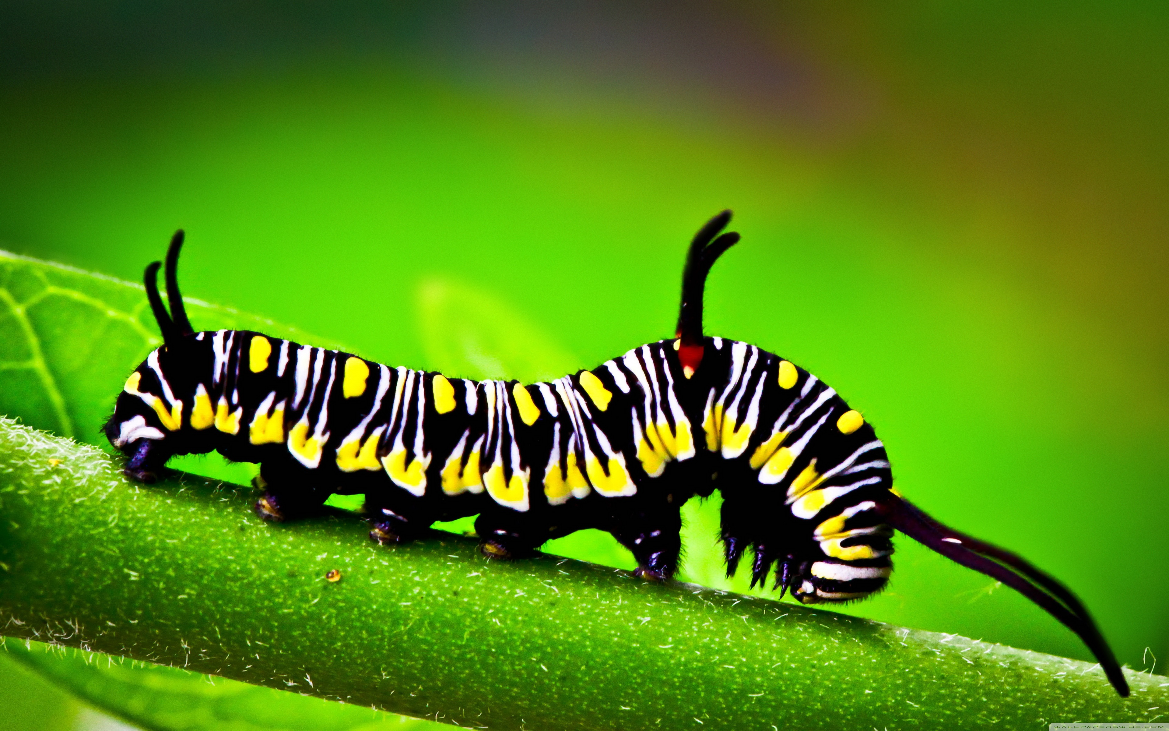 caterpillar, Macro wallpaper 3840x2400 Wallpaper