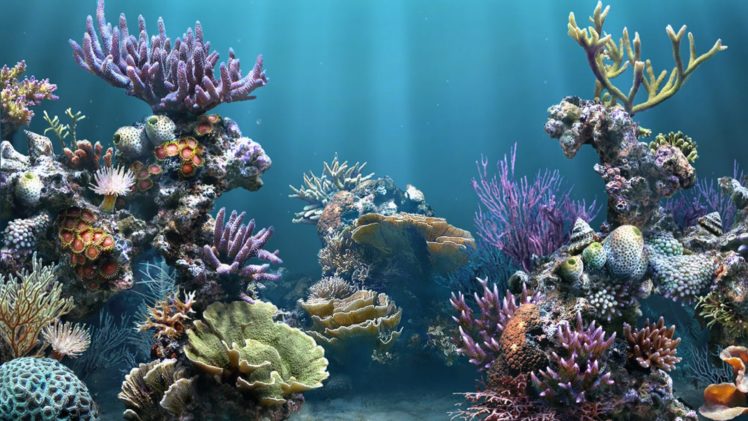 coral, Reef HD Wallpaper Desktop Background