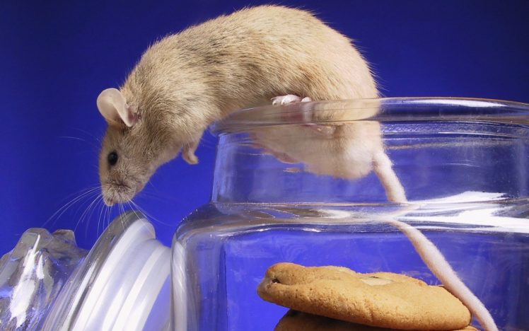 animals, Cookies, Mice, Jars HD Wallpaper Desktop Background