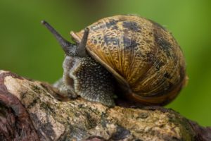 nature, Snails, Mollusks