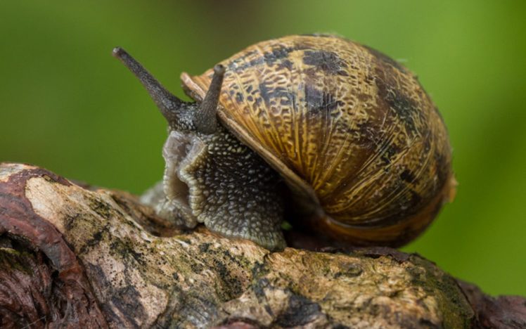 nature, Snails, Mollusks HD Wallpaper Desktop Background