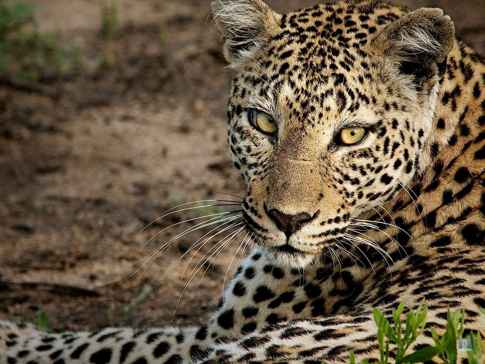 animals, Leopards Wallpaper