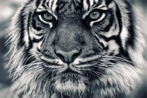 animals, Tigers, Grayscale