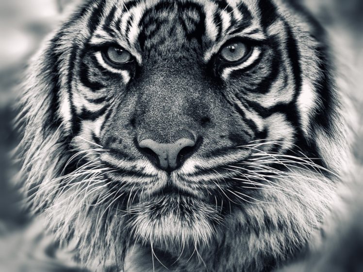 animals, Tigers, Grayscale HD Wallpaper Desktop Background