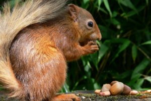 animals, Squirrels, Nuts