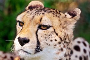 close up, Animals, Wildlife, Cheetahs
