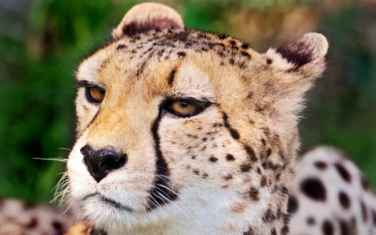 close up, Animals, Wildlife, Cheetahs HD Wallpaper Desktop Background