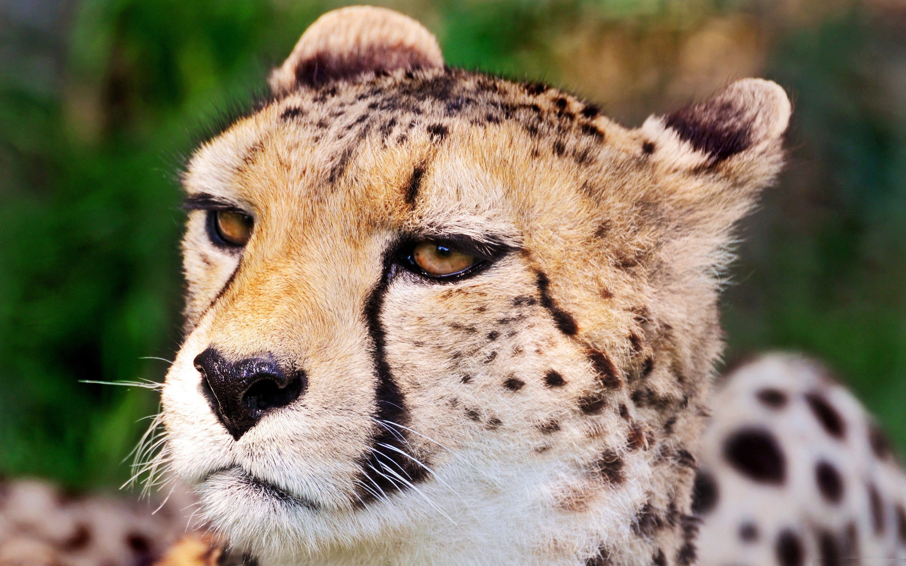 close up, Animals, Wildlife, Cheetahs Wallpaper