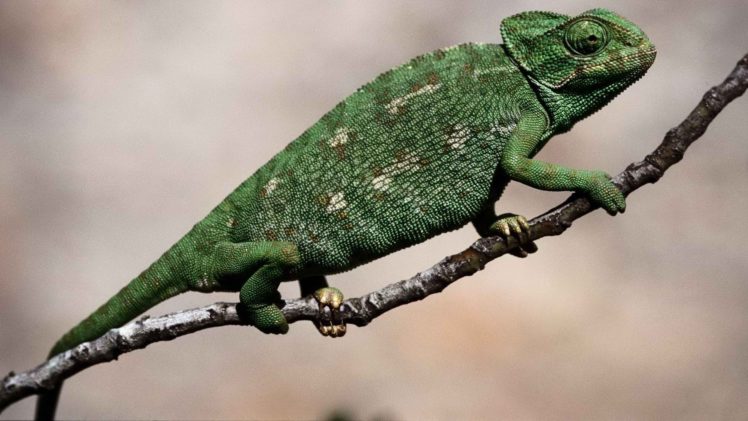 chameleons, Portugal, Algarve HD Wallpaper Desktop Background
