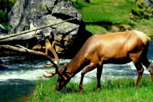 water, Nature, Animals, Elk, Mammals, Eating