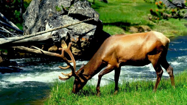 water, Nature, Animals, Elk, Mammals, Eating HD Wallpaper Desktop Background