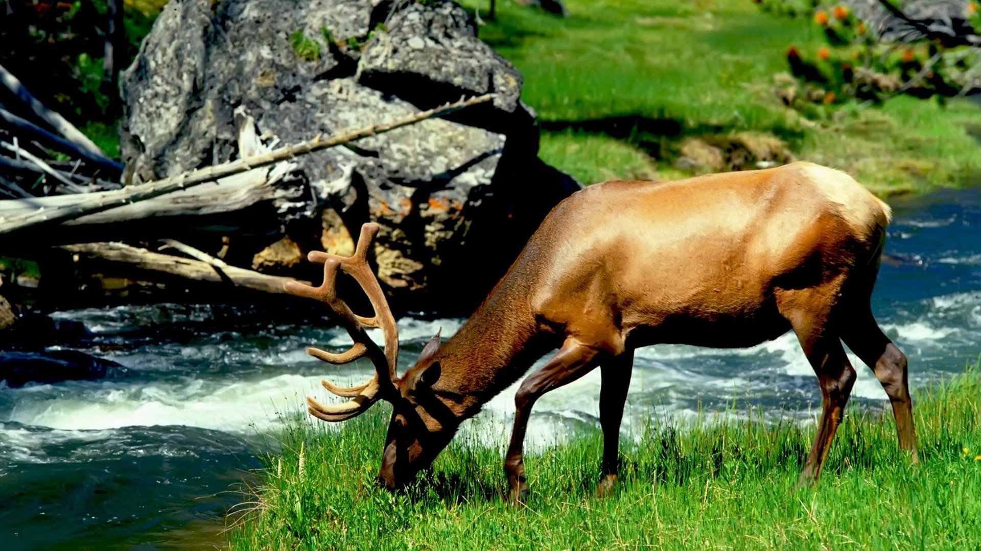 water, Nature, Animals, Elk, Mammals, Eating Wallpaper