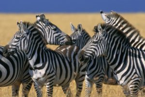 nature, Animals, Zebras, National, Mara, Plains, Kenya